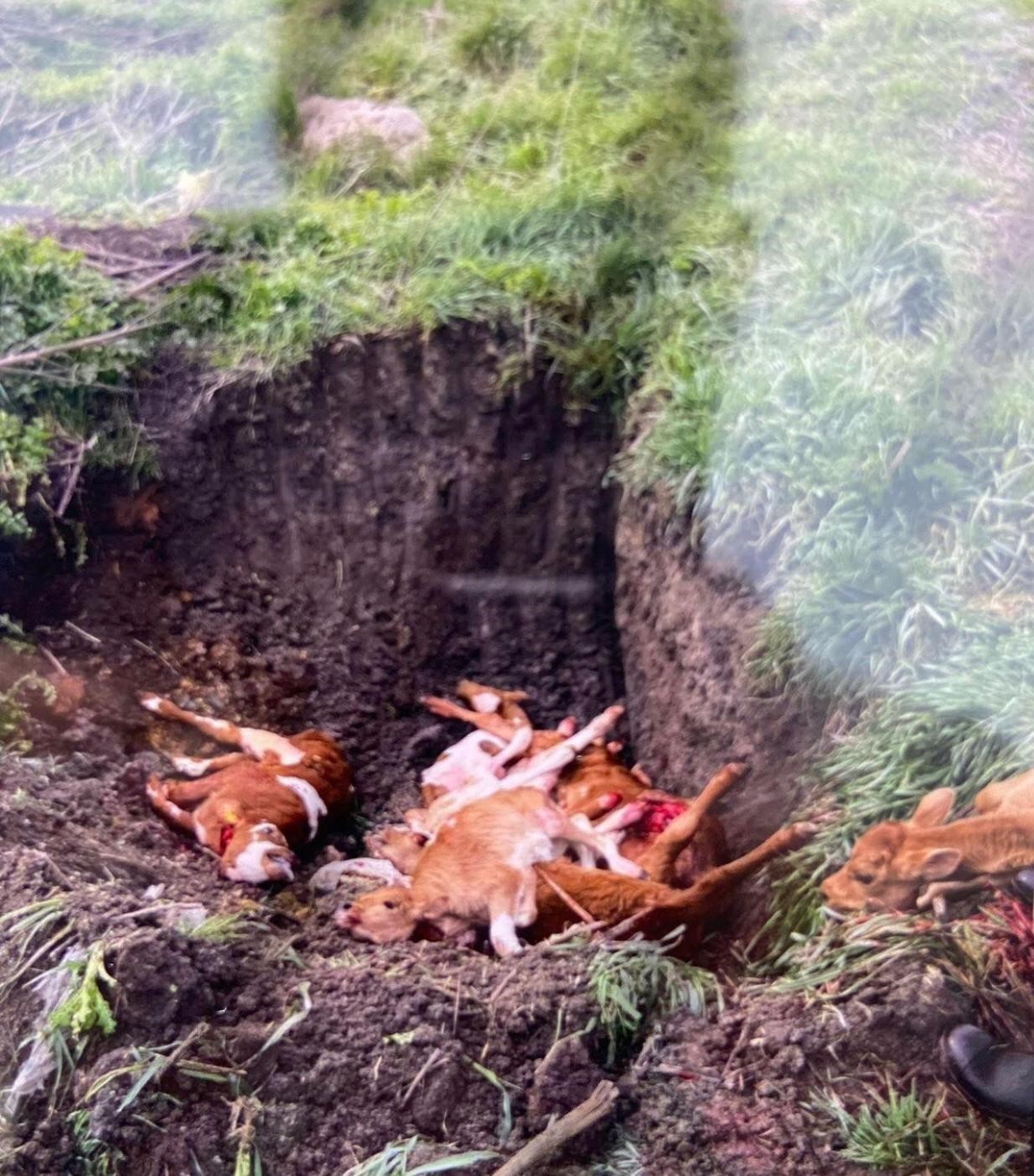 L&uuml;leburgaz&rsquo;da ka&ccedil;ak yolla getirilen 12 buzağı itlaf edildi
