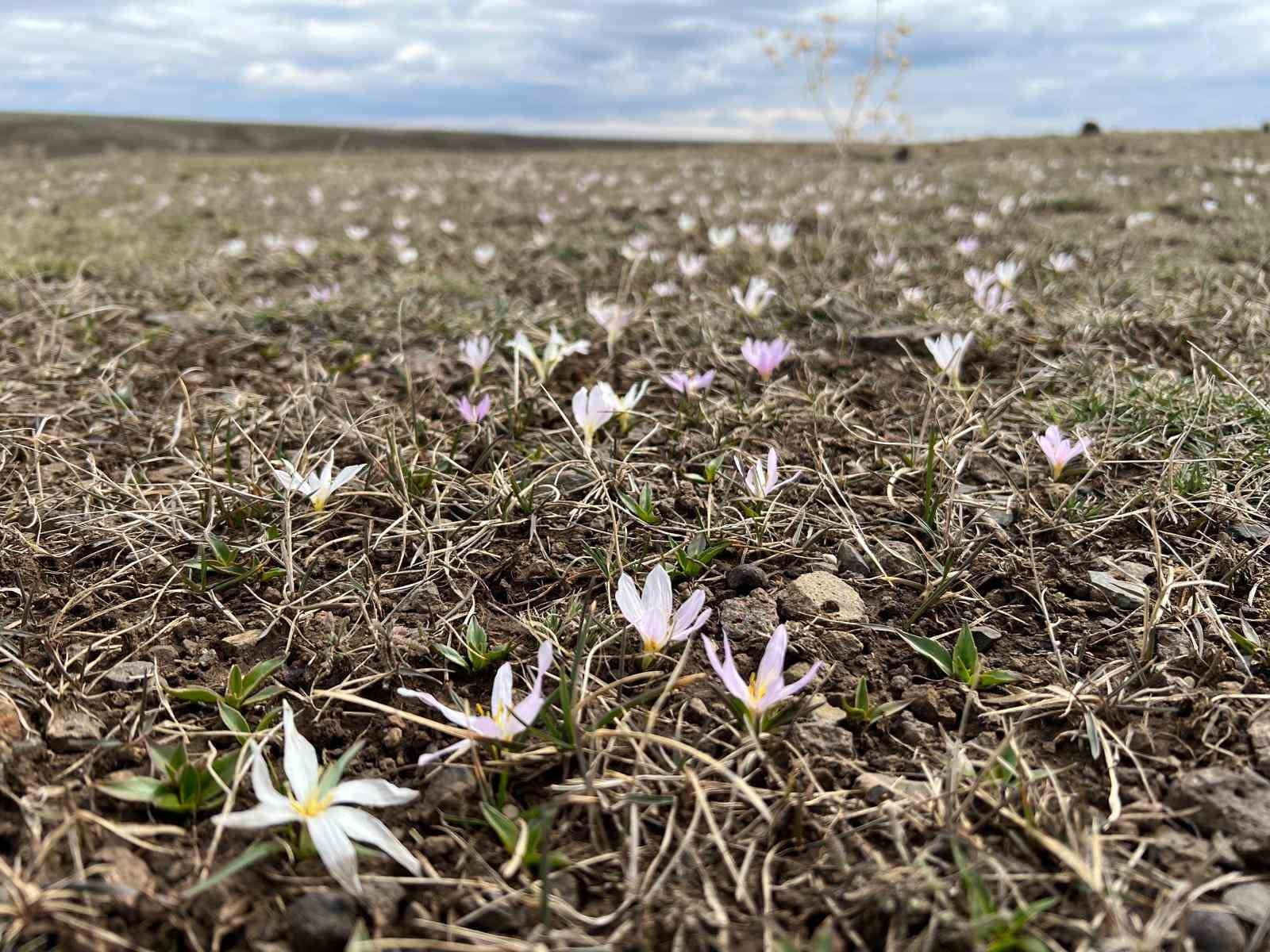 Arpa&ccedil;ay&rsquo;da kardelenler &ccedil;i&ccedil;ek a&ccedil;tı
