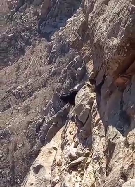 Kayalıkta mahsur kalan keçiler 3 gündür kurtarılmayı bekliyor