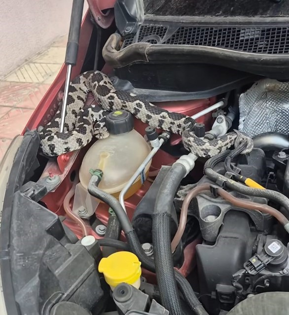 Manisa’da aracın kaputundan bir metrelik engerek yılanı çıktı