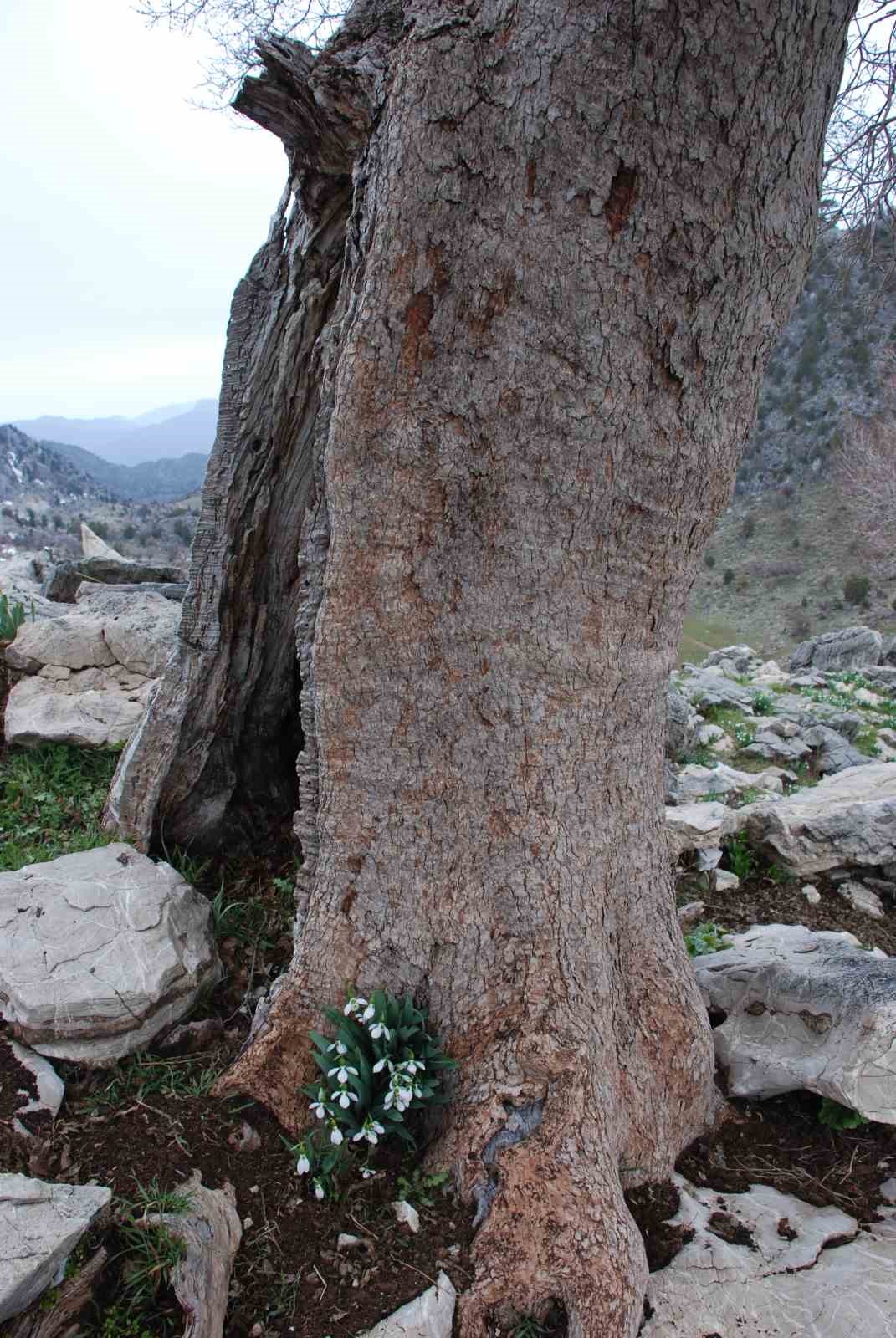 Toros Dağlarının beyaz gelinliği kardelenler y&uuml;z&uuml;n&uuml; g&ouml;sterdi
