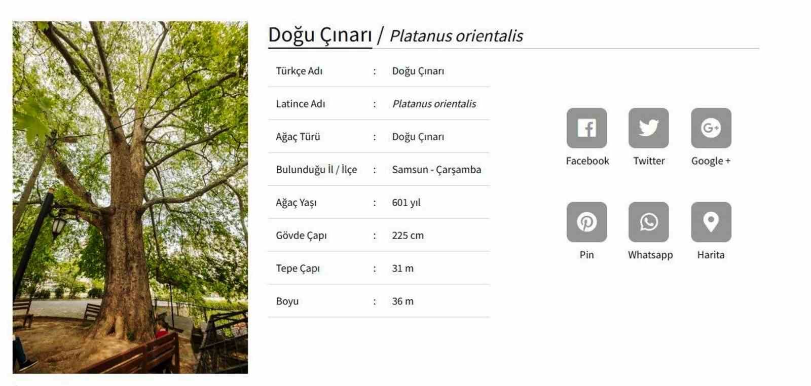 6 asırlık ağaç ve değirmen Çarşamba’nın merkezini süslüyor
