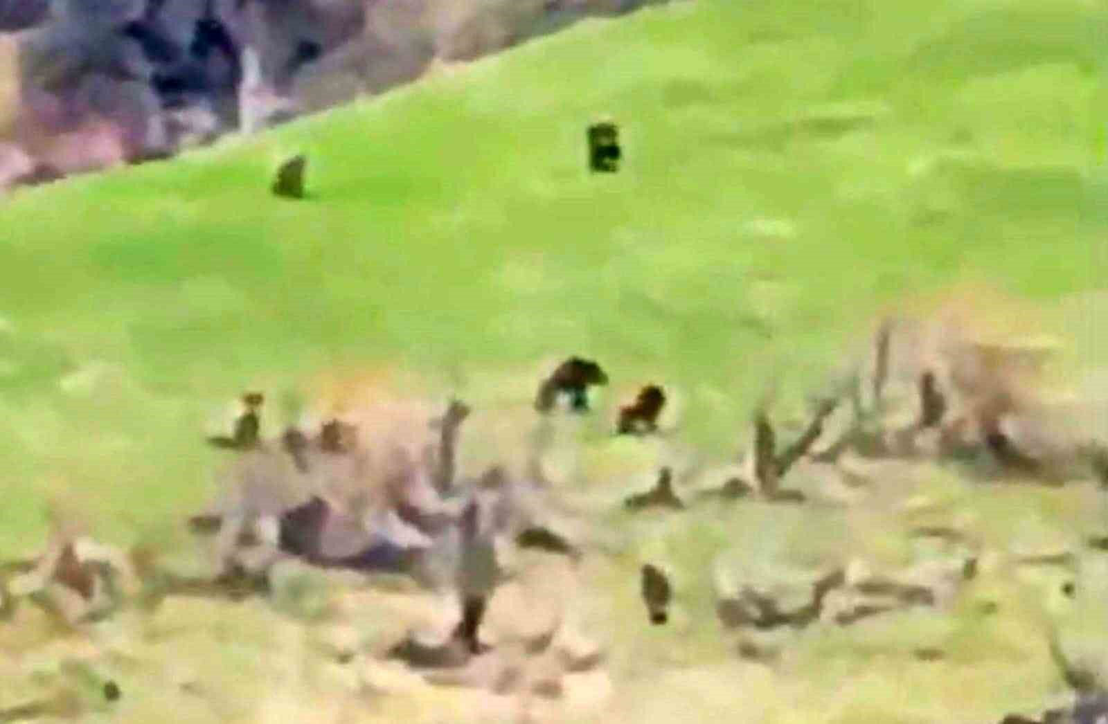 Böylesi ilk kez görüntülendi: Kış uykusundan uyanan 8 bozayı bir arada