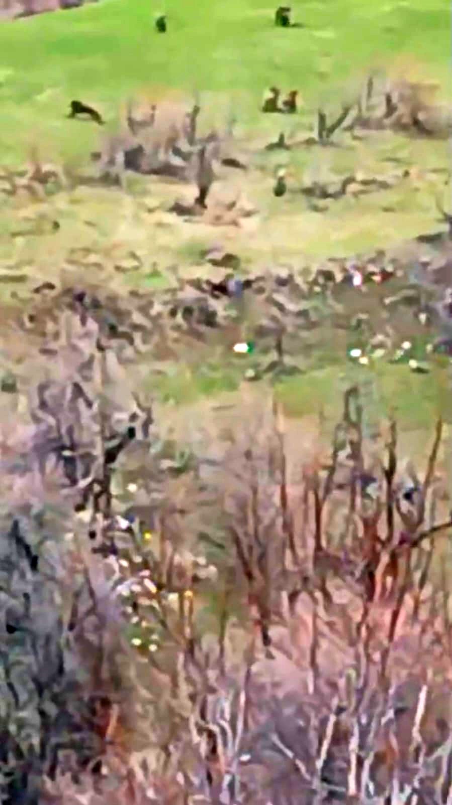 B&ouml;ylesi ilk kez g&ouml;r&uuml;nt&uuml;lendi: Kış uykusundan uyanan 8 bozayı bir arada
