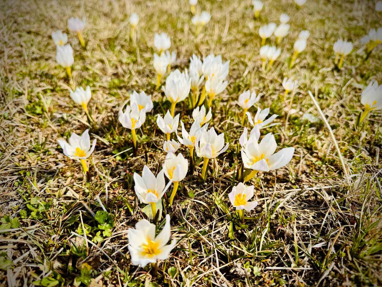 Ağrı&rsquo;da baharın renkleri ortaya &ccedil;ıkmaya başladı
