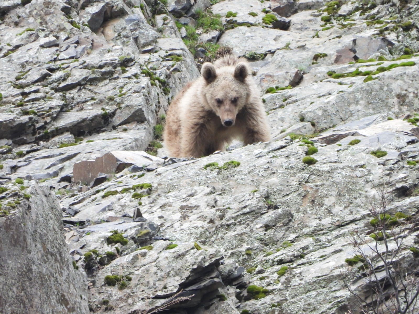 Kış uykusundan uyanan boz ayı yiyecek ararken g&ouml;r&uuml;nt&uuml;lendi
