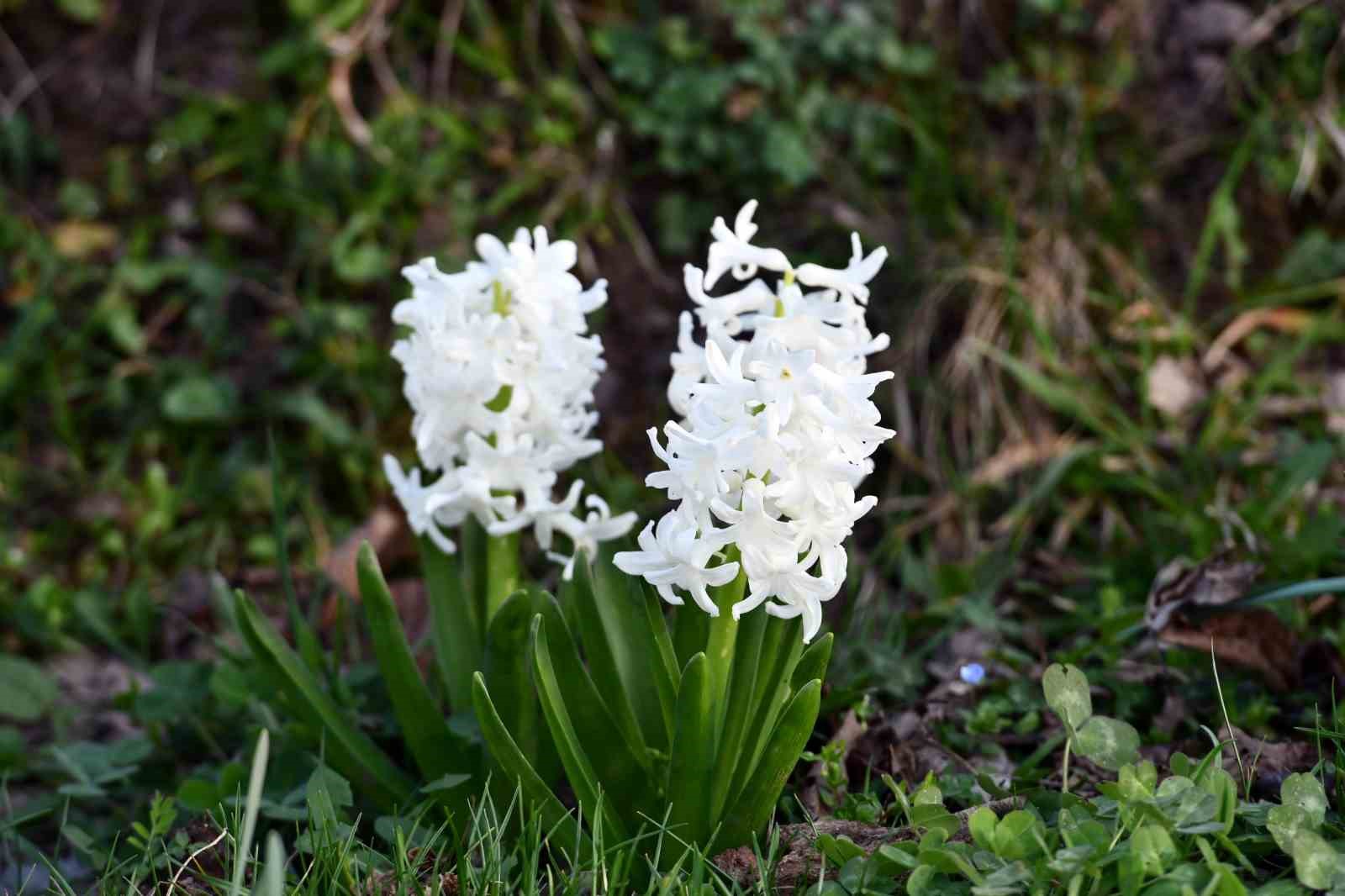 Sakarya’nın 800 rakımlı mahallesi çiçek bahçesine döndü