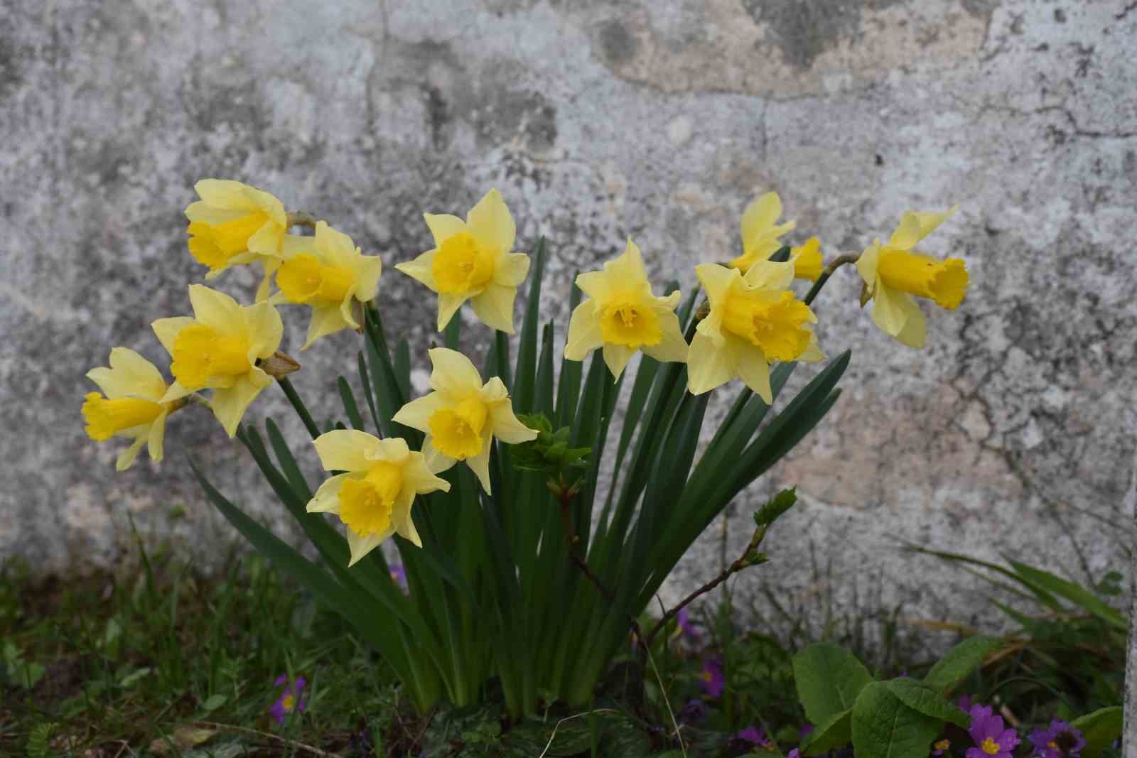 Sakarya&rsquo;nın 800 rakımlı mahallesi &ccedil;i&ccedil;ek bah&ccedil;esine d&ouml;nd&uuml;
