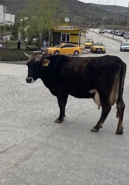 Elazığ&rsquo;da 3 g&uuml;nd&uuml;r hastane &ouml;n&uuml;nde bekliyor: Akıbeti merak ediliyor
