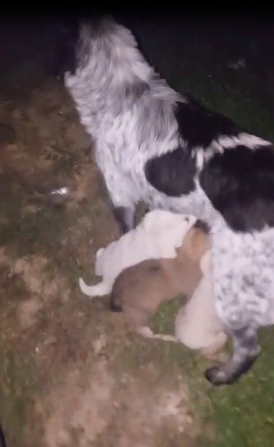 Dereye düşen yavru köpek itfaiye ekiplerince kurtarıldı