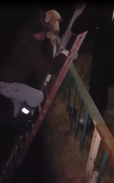 Dereye d&uuml;şen yavru k&ouml;pek itfaiye ekiplerince kurtarıldı
