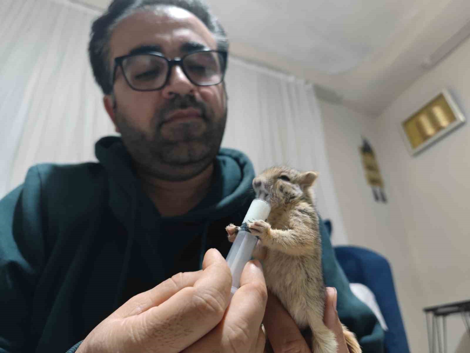 Doğa gezisinde bulduğu yavru sincabı sahiplendi