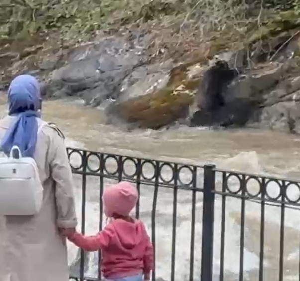 Dereye d&uuml;şen domuza bağırarak karaya &ccedil;ıkarmaya &ccedil;alıştılar
