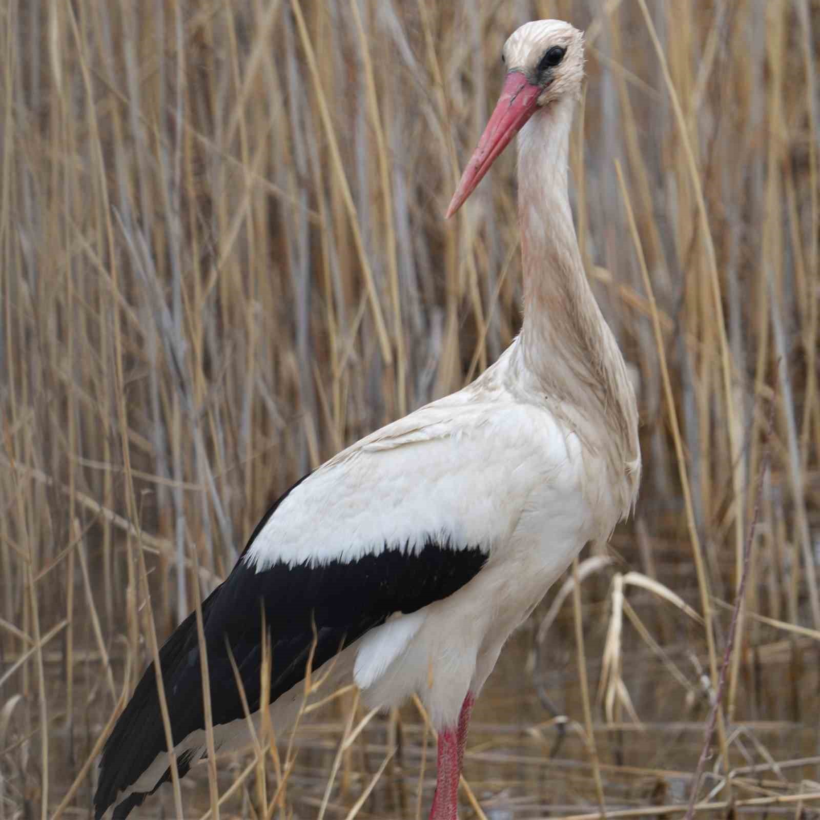 Baharın habercisi leylekler baraj çevresini mesken tuttu