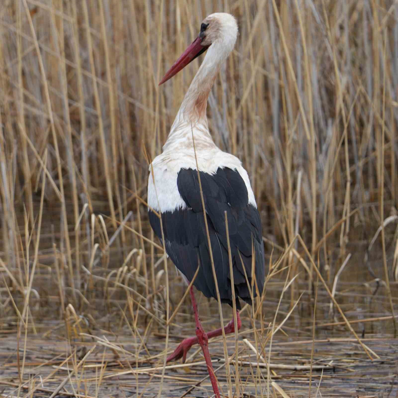 Baharın habercisi leylekler baraj &ccedil;evresini mesken tuttu
