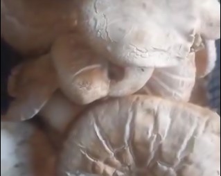 Bitlis&rsquo;te dağ mantarı &ccedil;ıkmaya başladı
