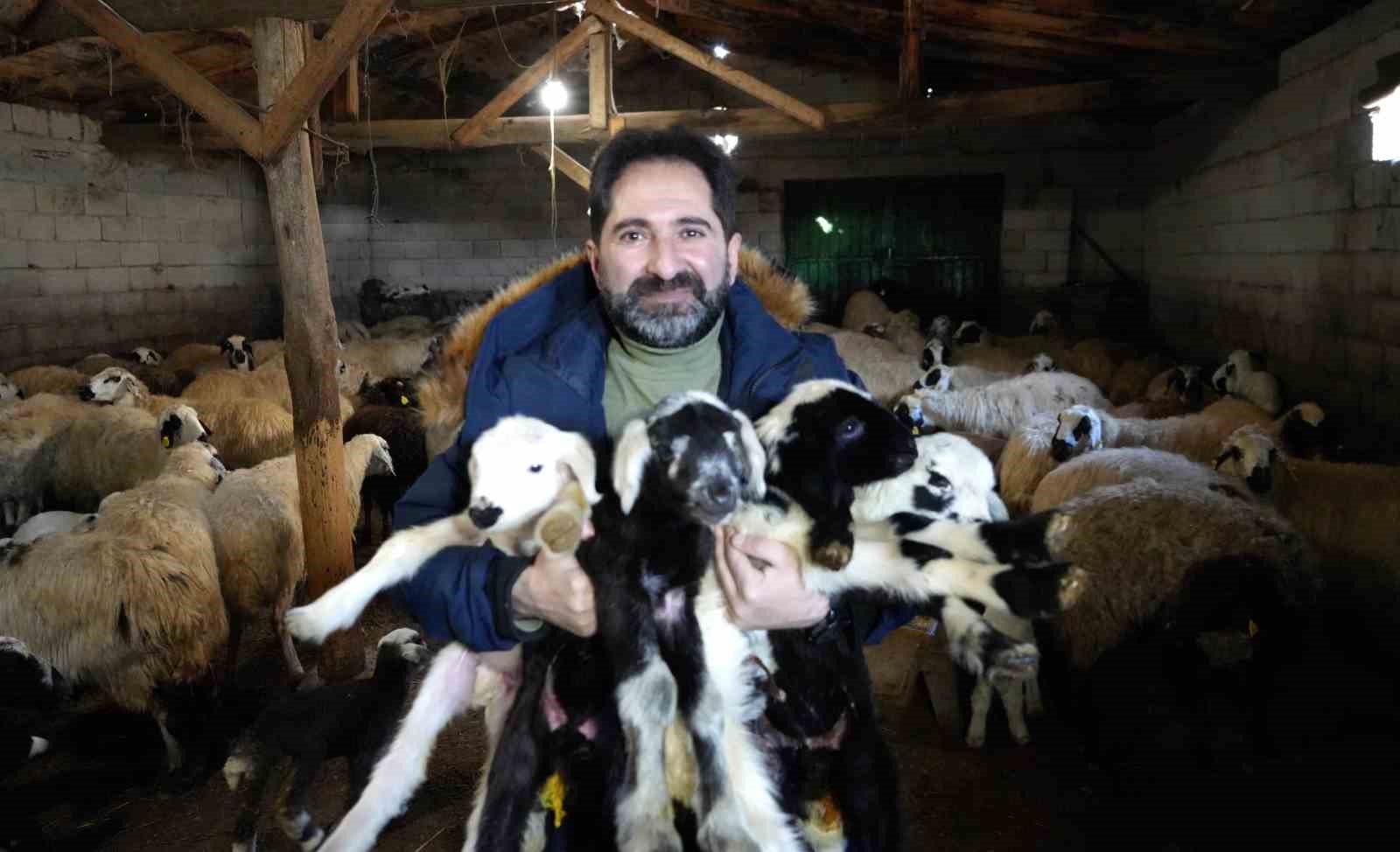 Besiciler oğlak ve kuzuları büyütme telaşında