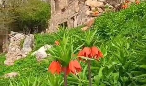 Batman’da "ters laleler" doğayı renklendirdi