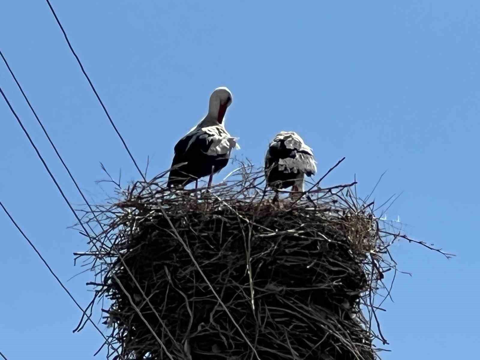 Arpaçay’a gelen leylekler 70 yıldır aynı yuvayı kullanıyor