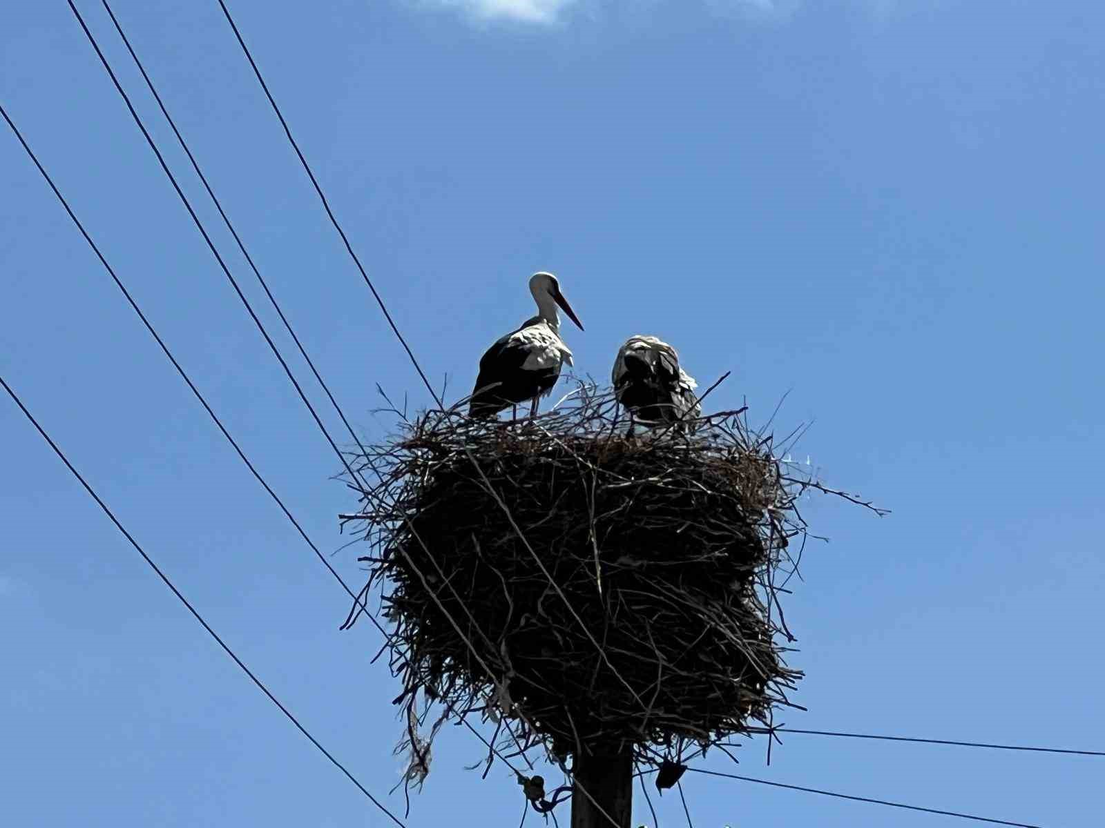 Arpa&ccedil;ay&rsquo;a gelen leylekler 70 yıldır aynı yuvayı kullanıyor
