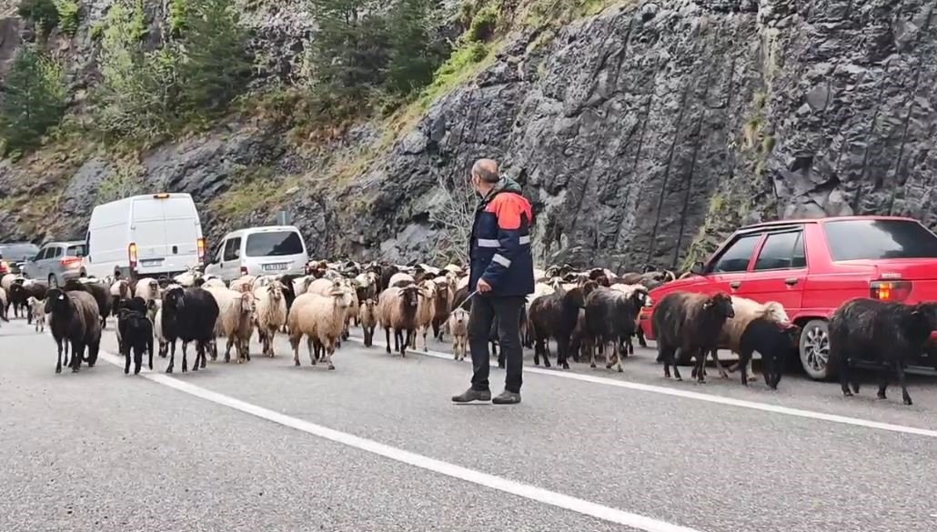 Artvin’de yaylaya giden koyun sürüsü karayolunu işgal etti