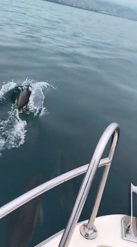 Yunusların görsel şöleni heyecanlandırdı