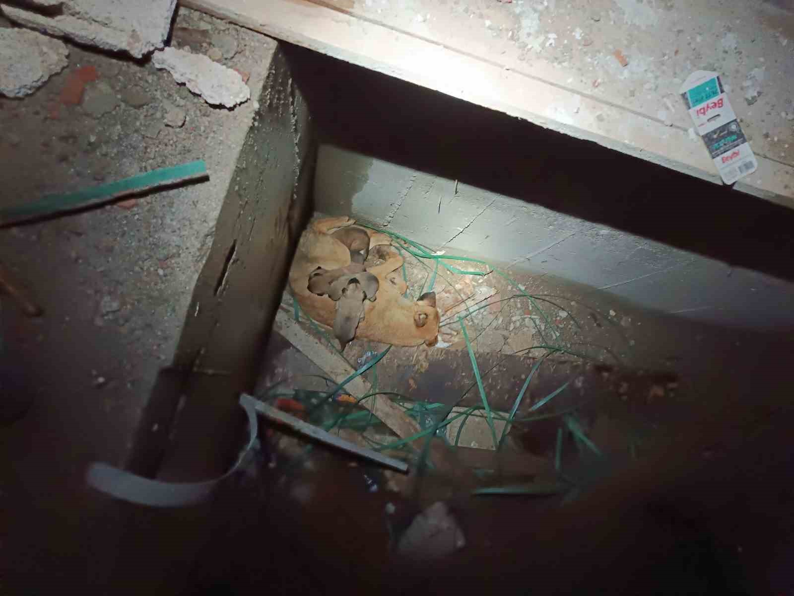 Asansör boşluğunda mahsur kalan anne ve yavru köpekleri itfaiye kurtardı