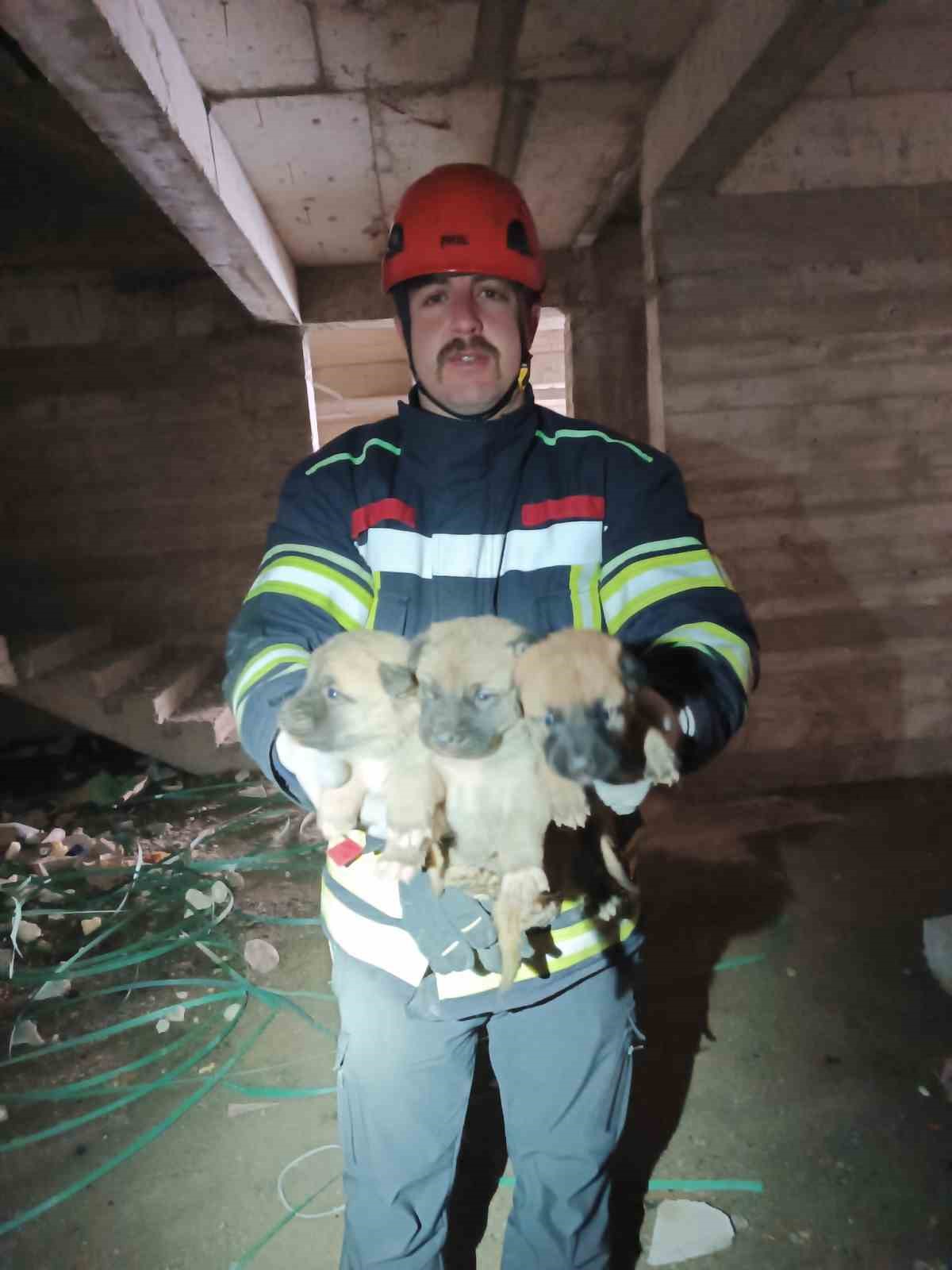 Asansör boşluğunda mahsur kalan anne ve yavru köpekleri itfaiye kurtardı