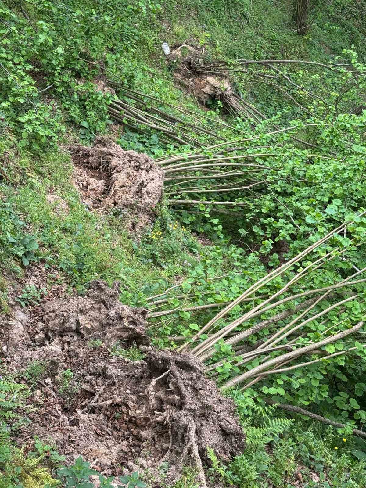 Ziraat Odası Uyardı: "Fındıkta ciddi rekolte kaybı yaşanacak"
