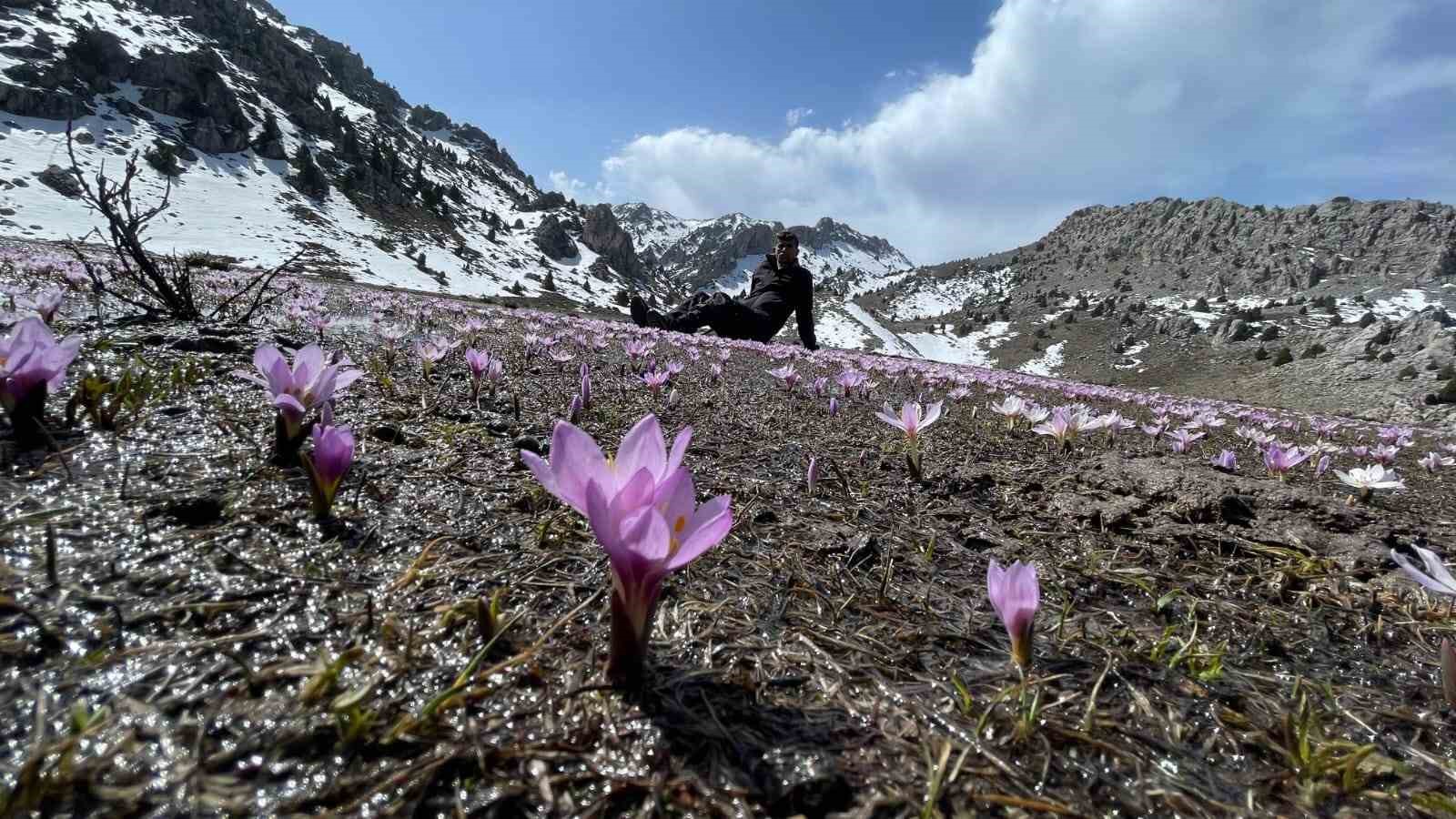 Karların erimesiyle &ccedil;ıkan kardelenler g&ouml;rsel ş&ouml;len sundu
