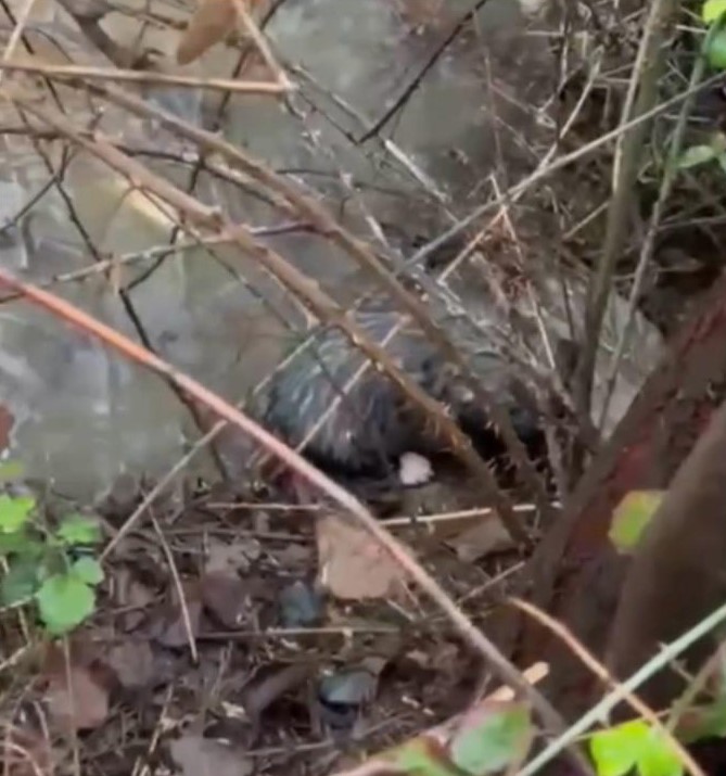 Dere yatağında mahsur kalan 4 yavru köpeği itfaiye kurtardı