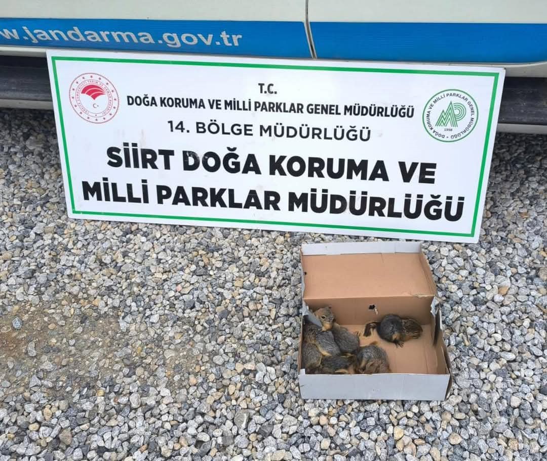 Siirt’te kaçak sincap avlayan şahsa 101 bin lira para cezası