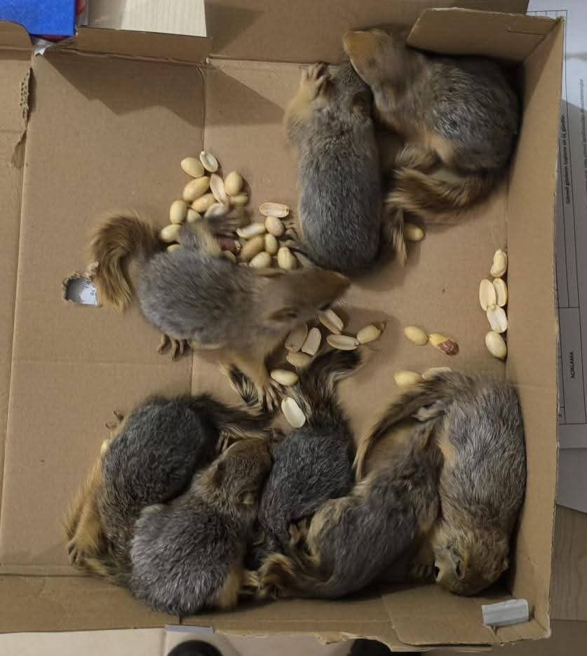 Siirt&rsquo;te ka&ccedil;ak sincap avlayan şahsa 101 bin lira para cezası
