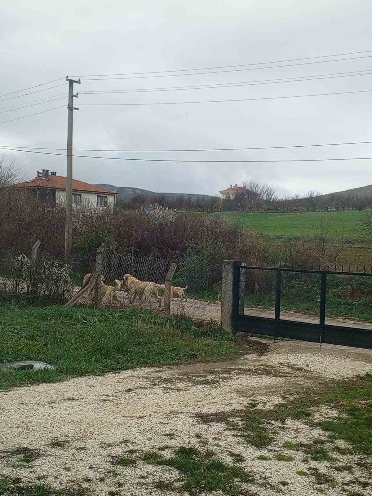 Akpınar halkı başıboş köpeklerden tedirgin