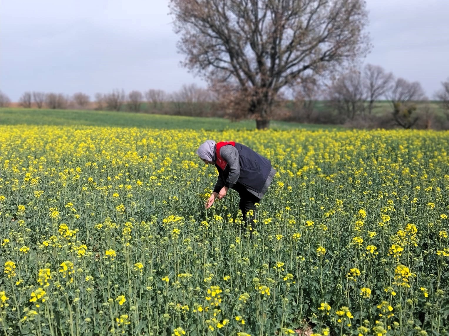 Kırklareli&rsquo;nde kanola ve hububat tarlaları incelendi
