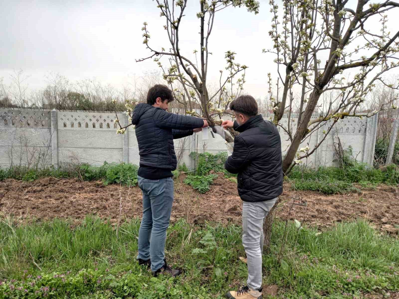 Kırklareli&rsquo;nde kahverengi kokarca b&ouml;ceği zararlarına karşı &ouml;nlem alındı
