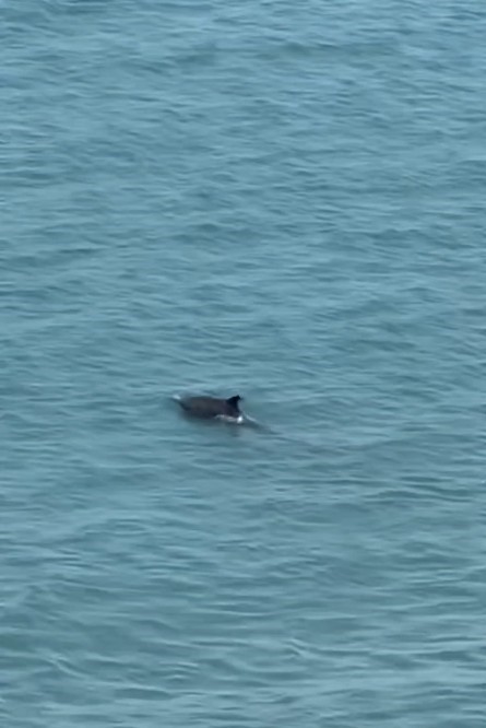 Kastamonu’da yunus balıklarından görsel şölen 