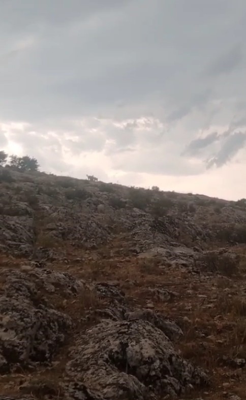 Ispartalı &ccedil;obanın başı kurtlarla dertte: 1 yılda 6 hayvanı telef oldu
