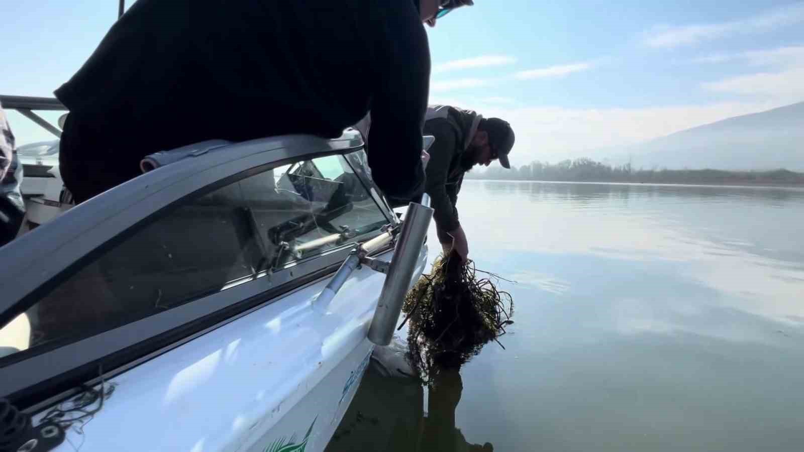 Sapanca Gölü’nde ‘hayalet ağ’ katliamı: Binlerce balık telef oldu