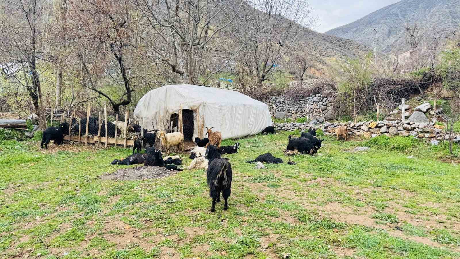 Şırnak’ta sokak köpekleri ağıla girdi, 18 keçi telef oldu