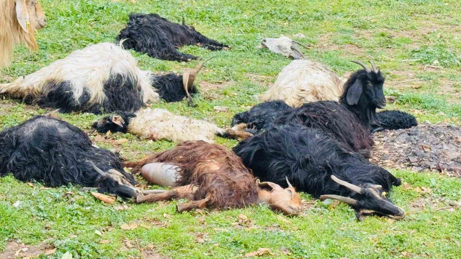Şırnak’ta sokak köpekleri ağıla girdi, 18 keçi telef oldu
