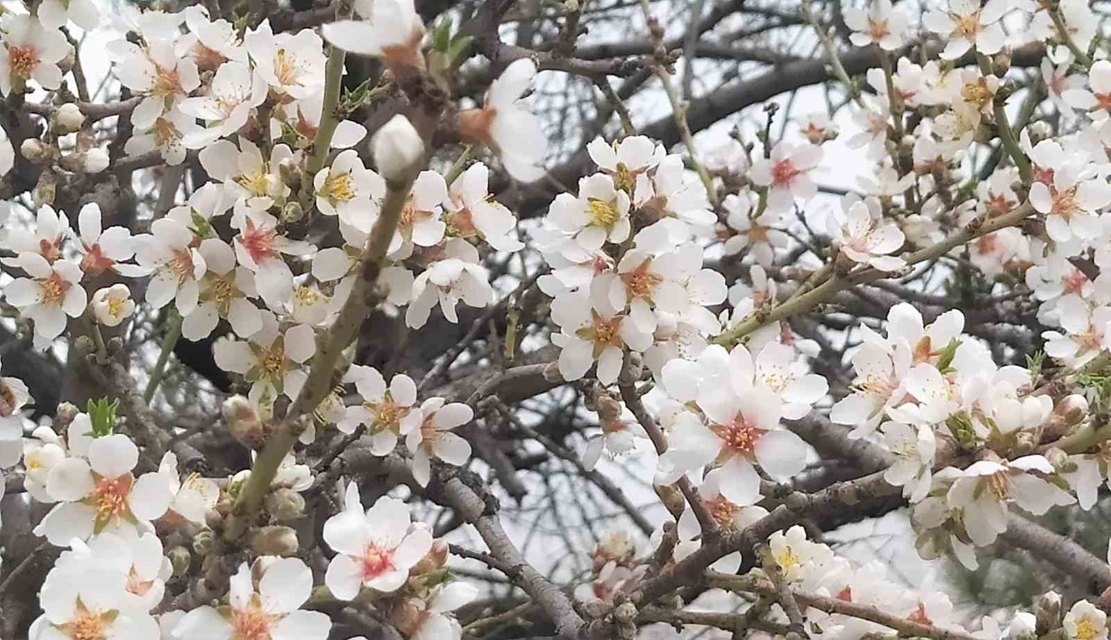 K&uuml;tahya&rsquo;da badem ağa&ccedil;ları bu yıl zamanında &ccedil;i&ccedil;ek a&ccedil;tı
