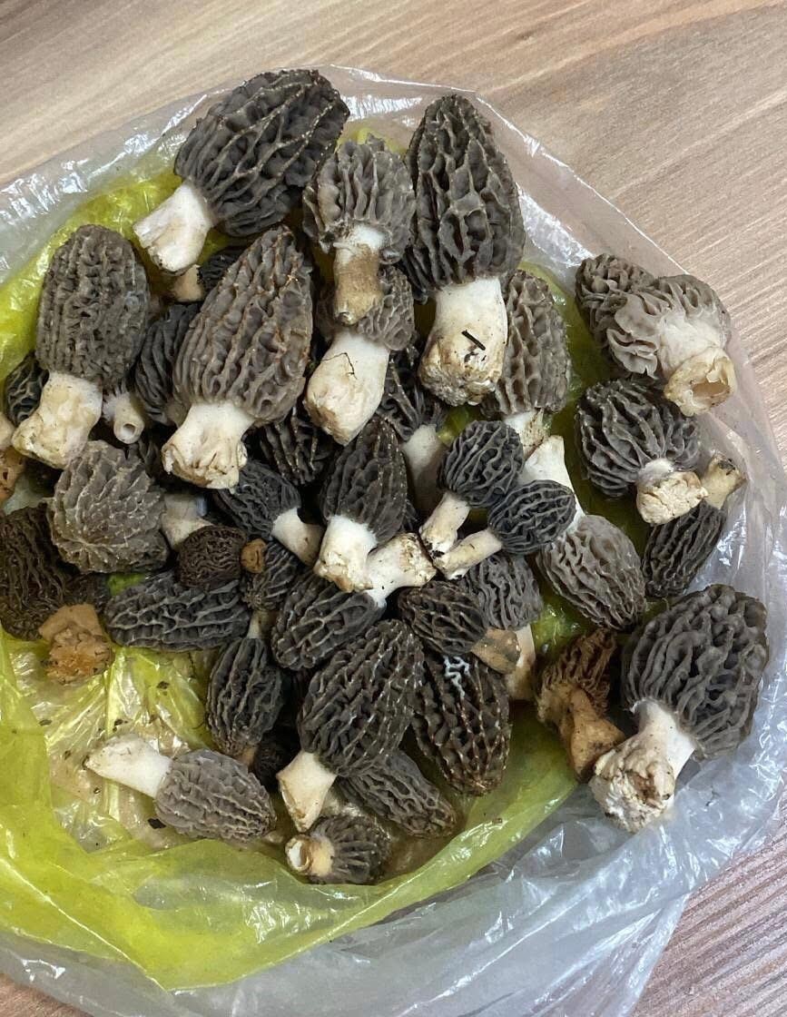 Sarıg&ouml;l&rsquo;de kuzug&ouml;beği ve acı ot mesaisi
