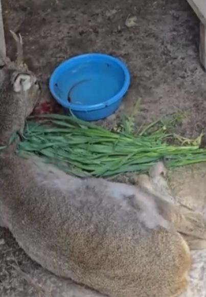 Vatandaşların bulduğu yaralı ceylan tedavi altına alındı