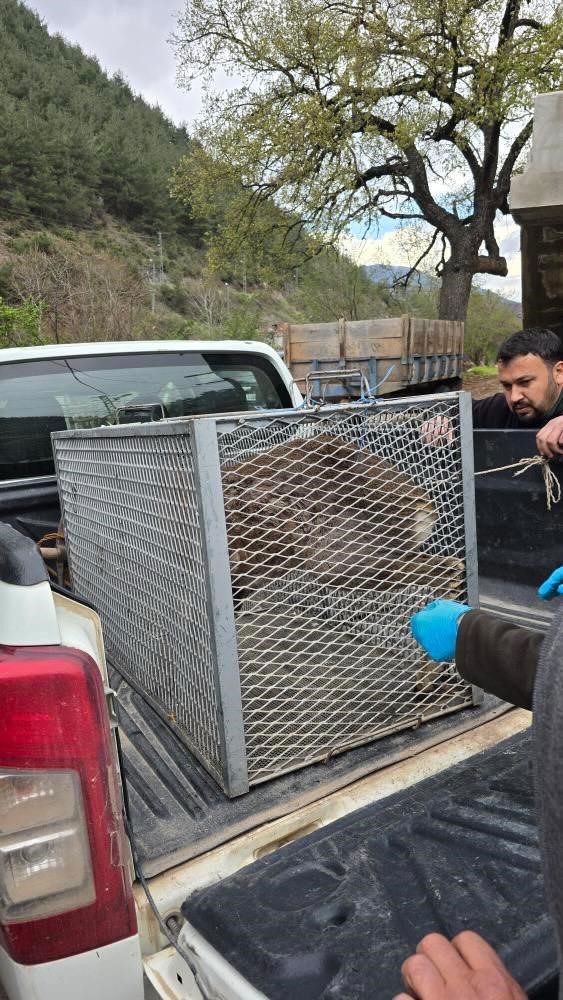Vatandaşların bulduğu yaralı ceylan tedavi altına alındı

