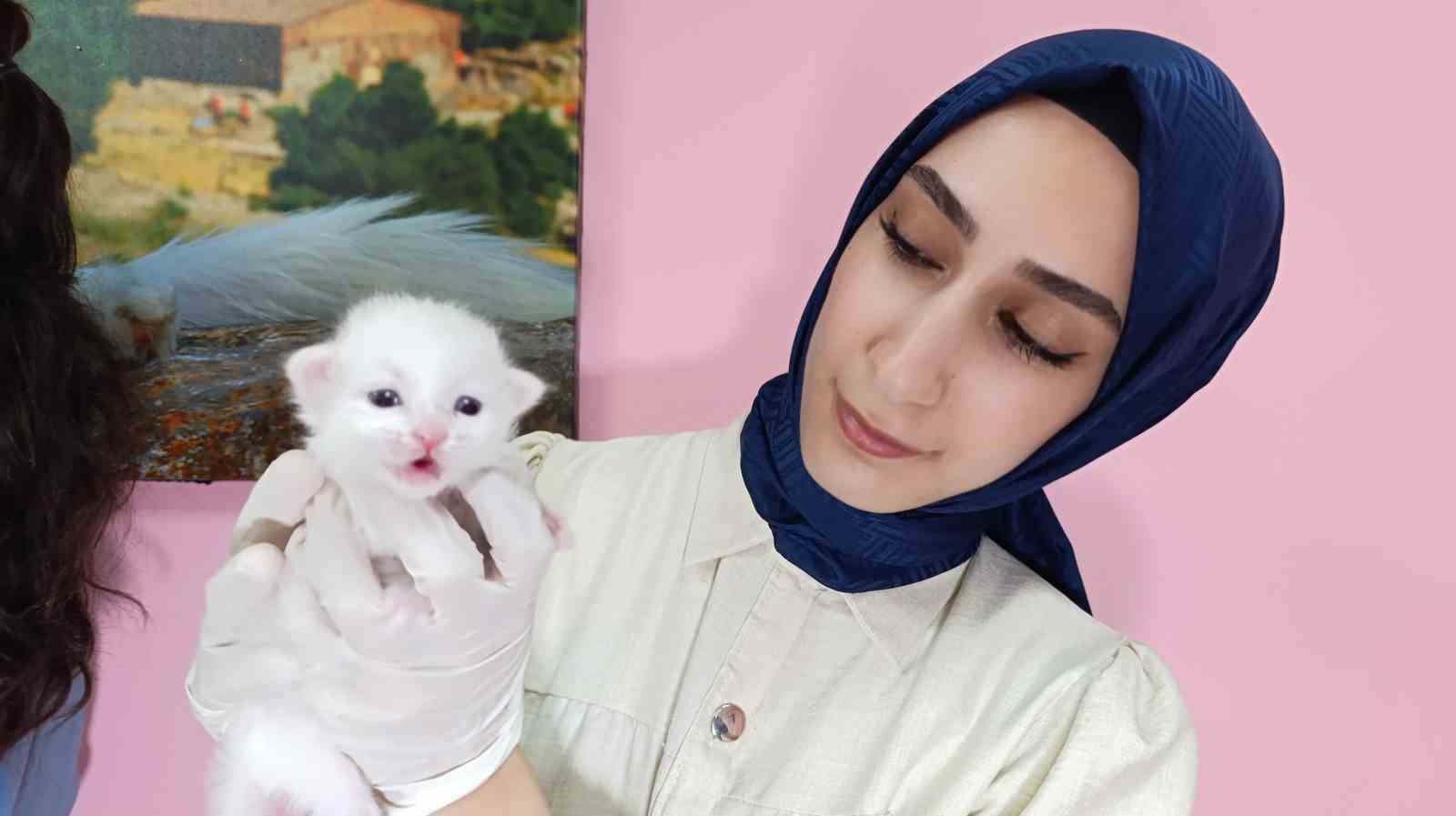 2025 yılının ilk Van kedileri d&uuml;nyaya geldi
