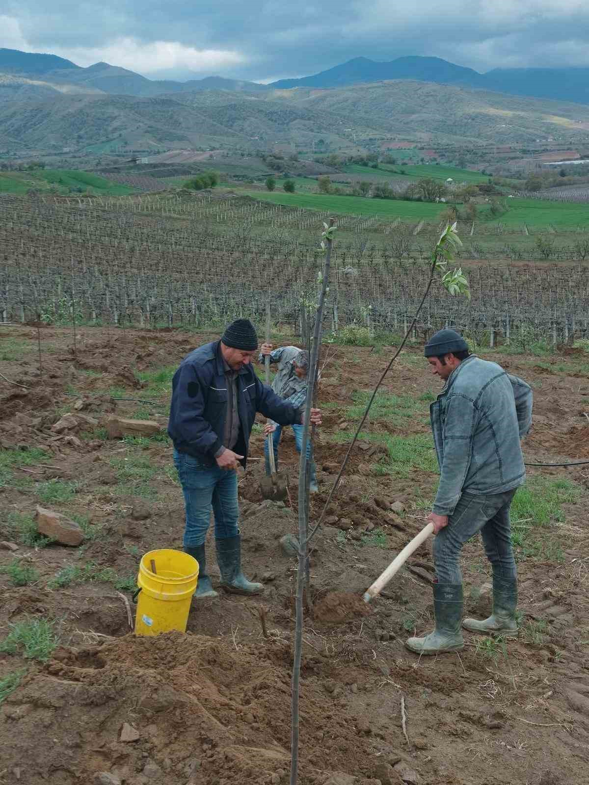 Sarıgöl’de limon ayva üretimi yaygınlaşıyor