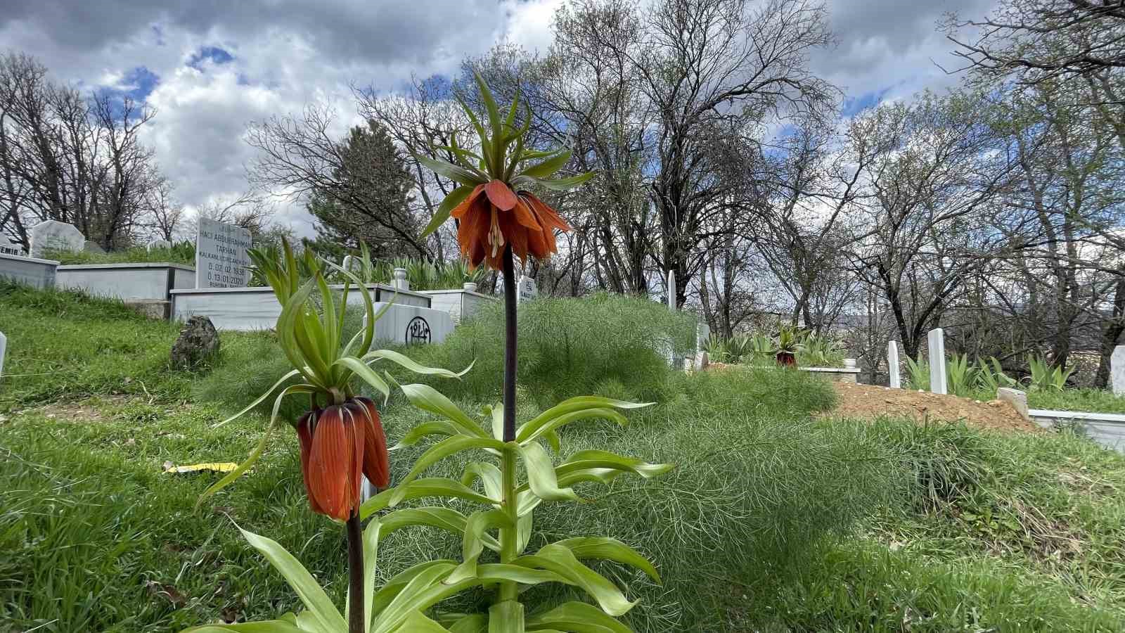 Hizan’da baharın müjdecisi ters laleler açtı