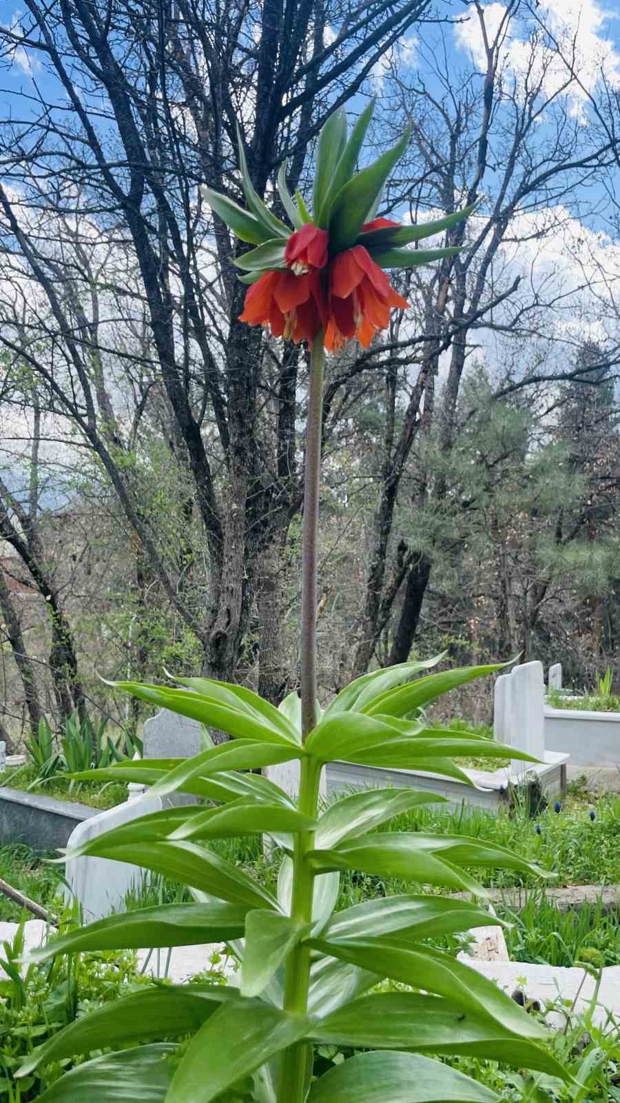 Hizan&rsquo;da baharın m&uuml;jdecisi ters laleler a&ccedil;tı
