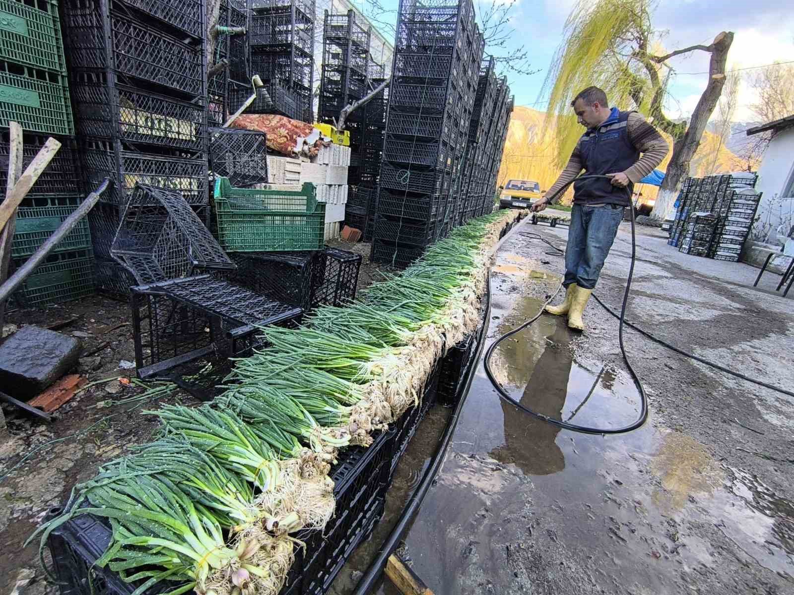 Uzundere’de seralarda üretim yeniden başladı
